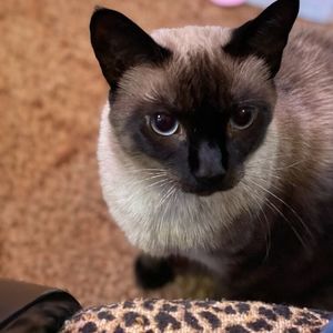 Meet your Posher, Princess